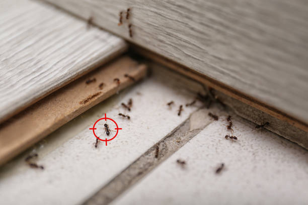 Best Flea Control Services  in Parowan, UT