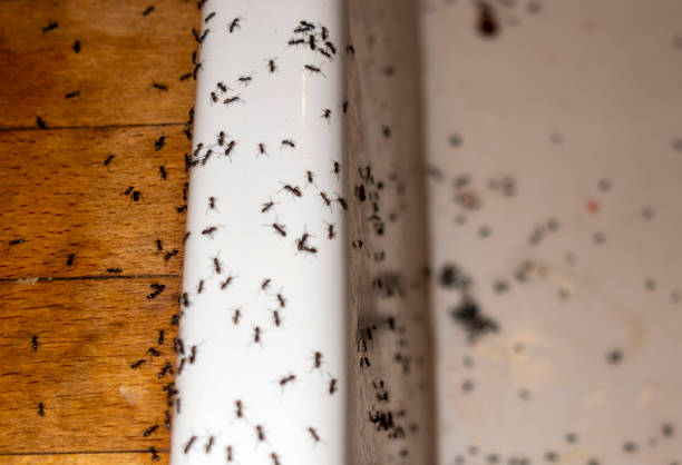 Best Local Pest Control Services  in Parowan, UT