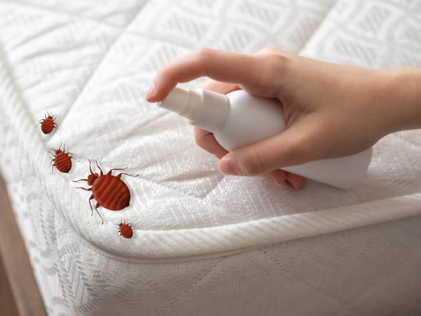Best Bed Bug Extermination  in Parowan, UT