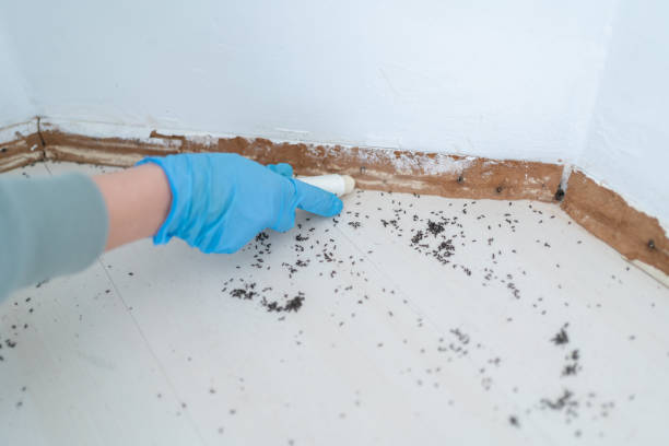Best Wasp Removal Services  in Parowan, UT